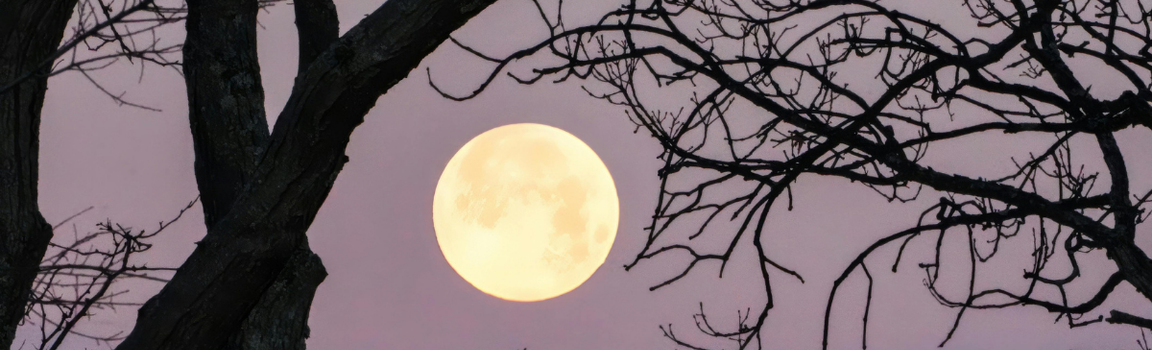 Pleine Lune Rose en Balance : un appel puissant à l'équilibre intérieur et relationnel